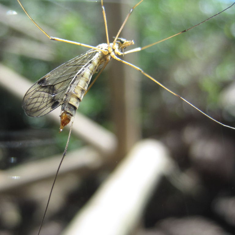 Nephrotoma Cranefly Tiger